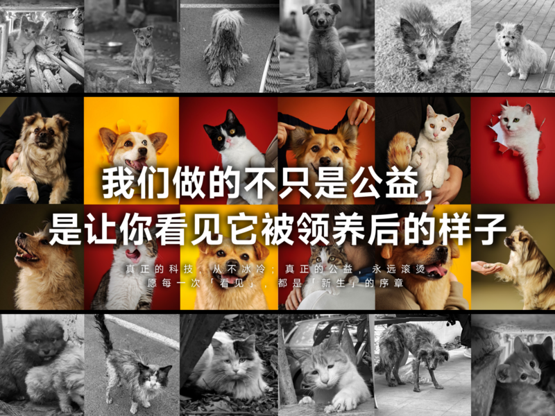 皇家宠物 | 看见·新生